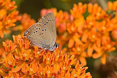 《燕云十六声》黄钟测试已开启 官方发布实机演示