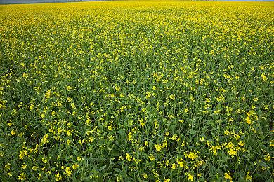 曝PS5当前仍然是亏本卖 只有PS5 Pro略有盈利